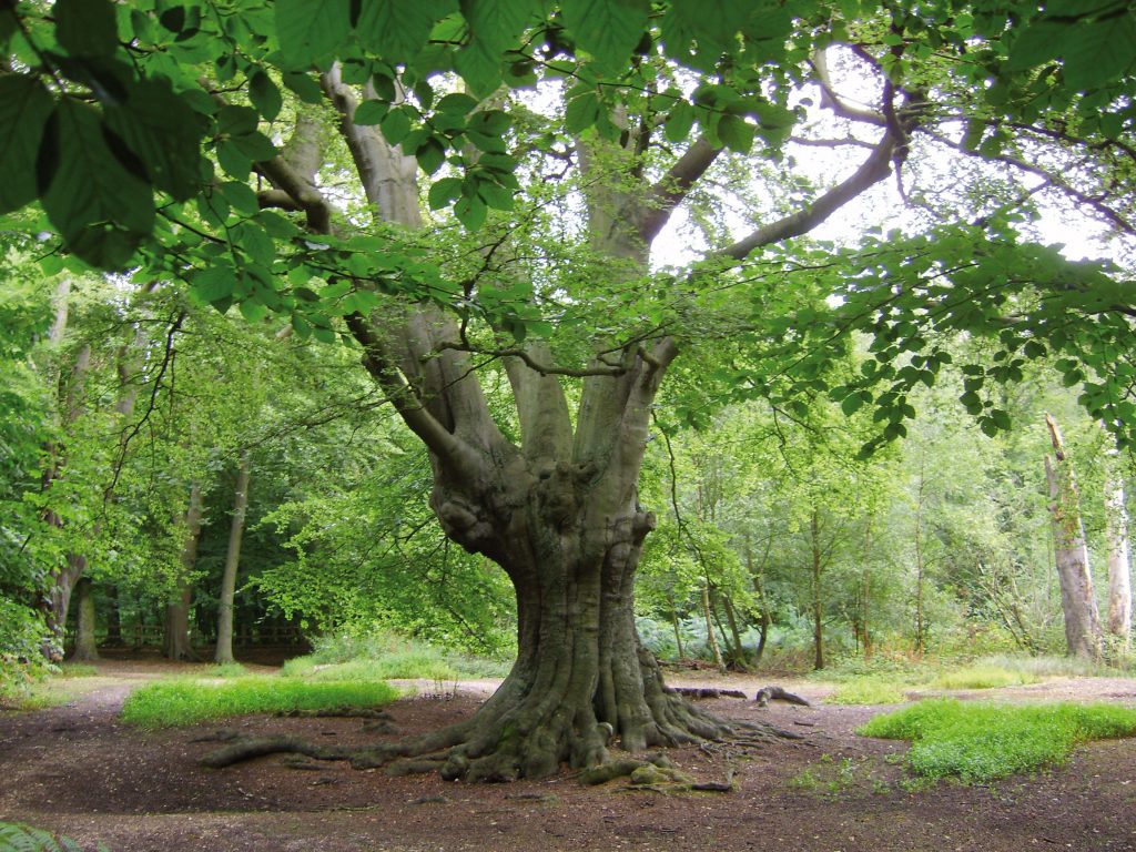 Photograph of a tree