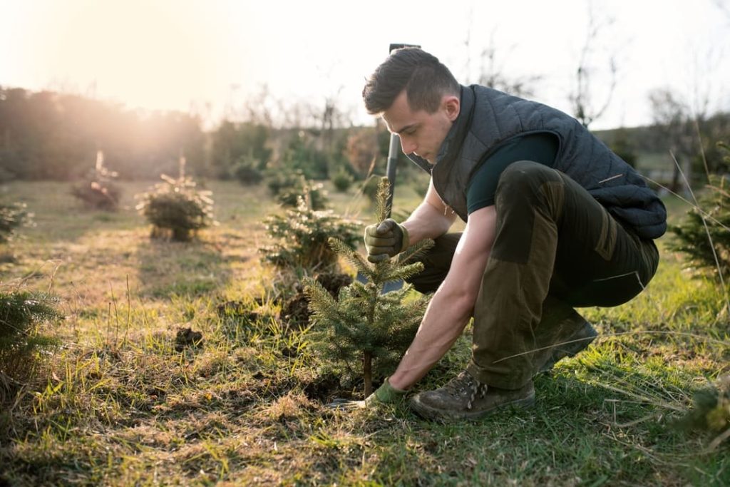 Close up shot of a man planting a tree. Shot in a field, showing more small planted trees stretching into the distance behind him.