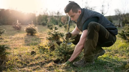 Close up shot of a man planting a tree. Shot in a field, showing more small planted trees stretching into the distance behind him.